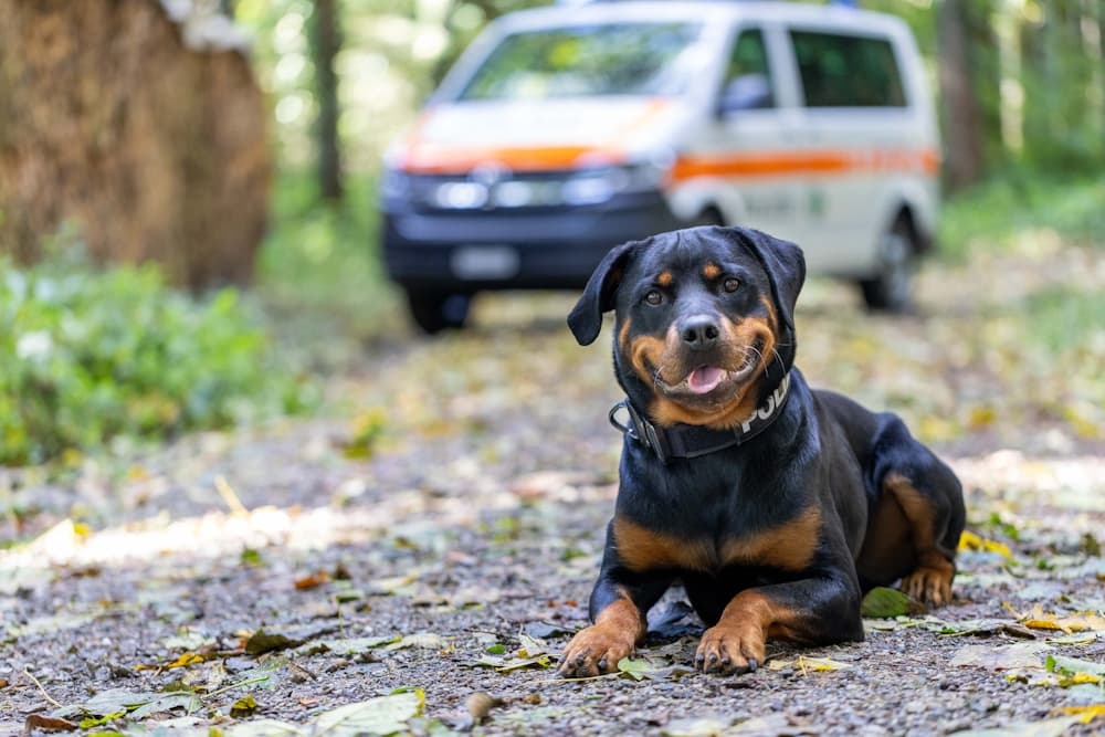 Bild der Polizeihündin Viva aus der Medienmitteilung der Kantonspolizei St.Gallen (Datei «Foto_Viva»/VIVA_TITEL.jpg). Die Seite nennt keinen eigenen Bildcredit, darum gilt die Kantonspolizei St.Gallen als Herausgeberin.